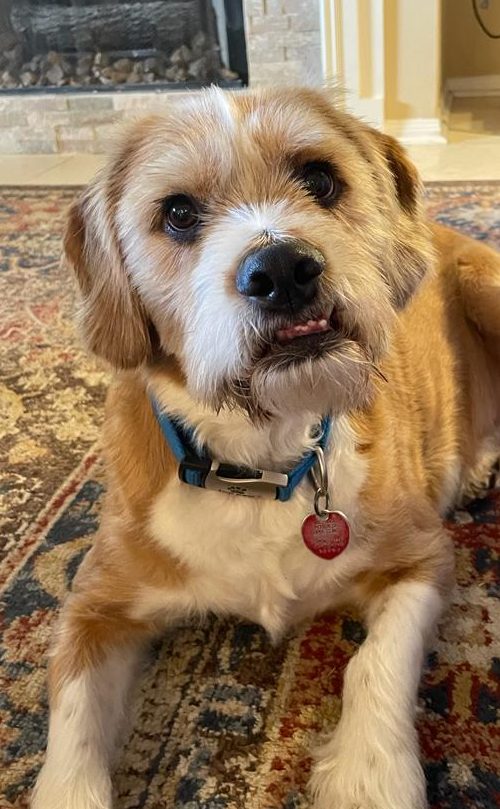 Milo, our 4-legged inspiration